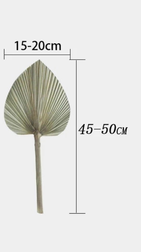 Palm Fan Leaf Dried Flower