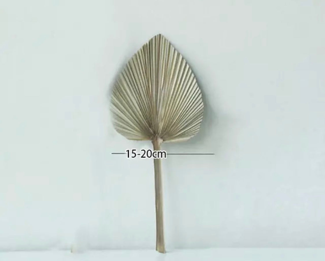 Palm Fan Leaf Dried Flower