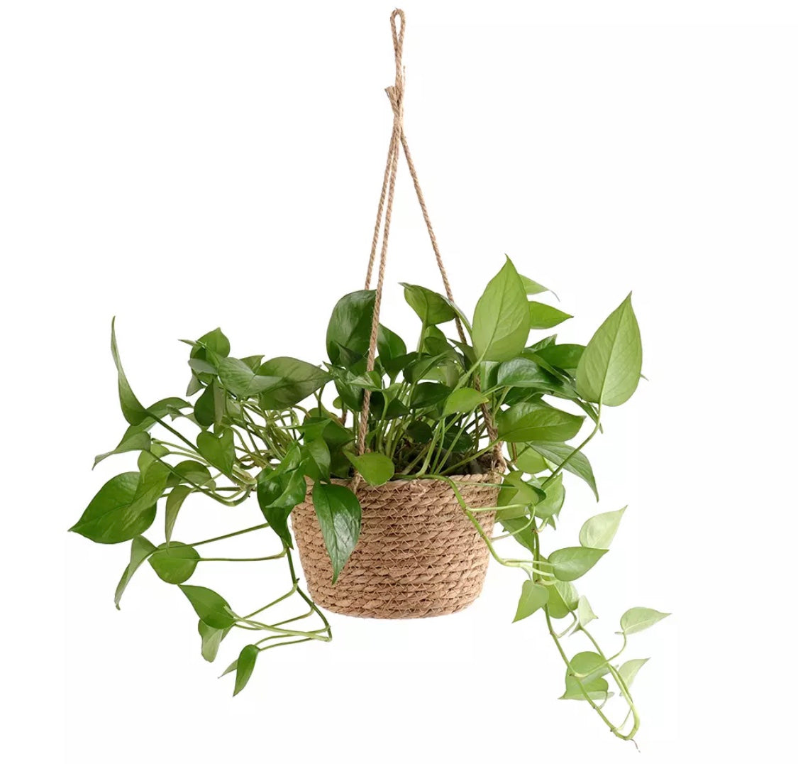 Wicker hanging basket